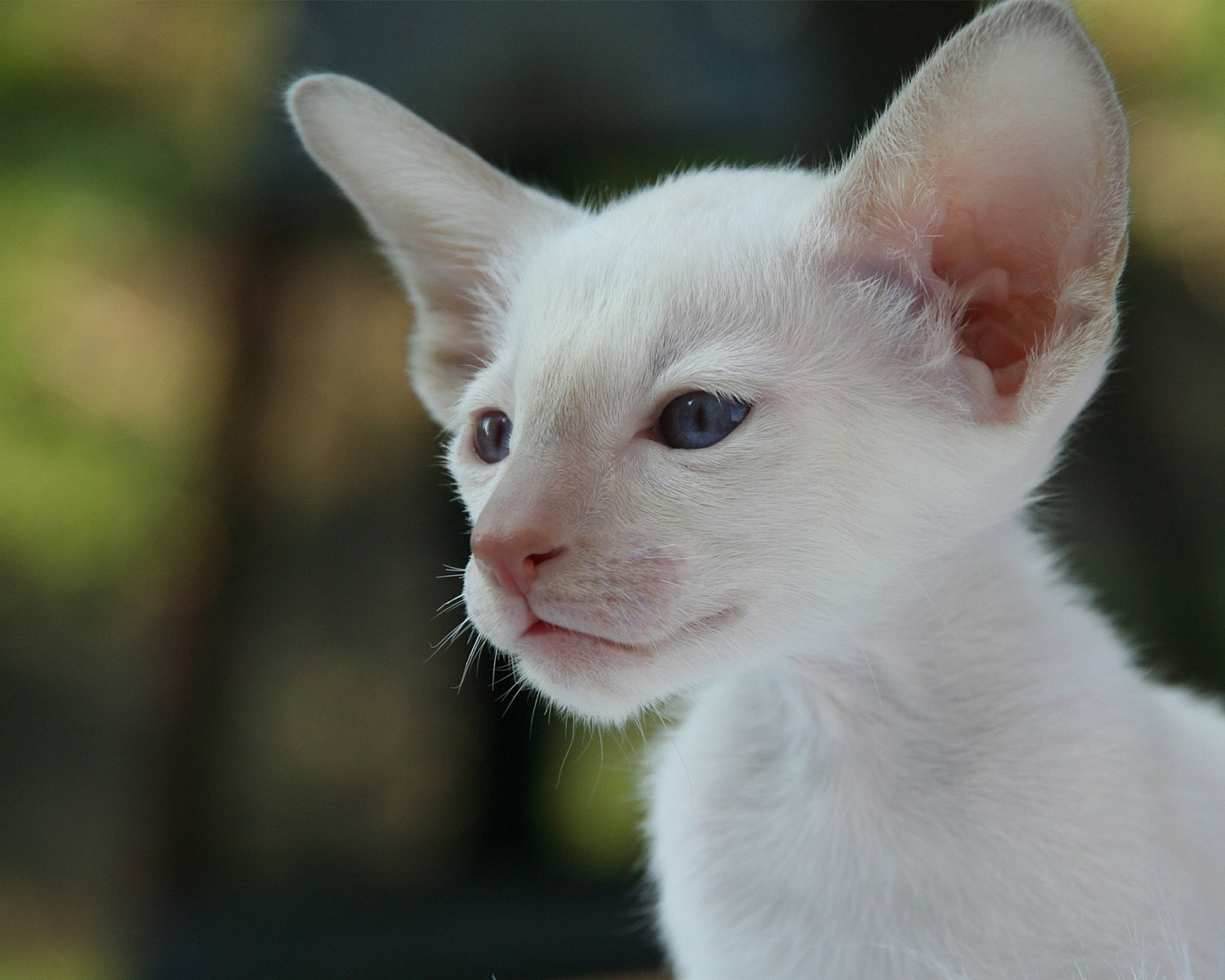 Котенок сиамской породы белого окраса