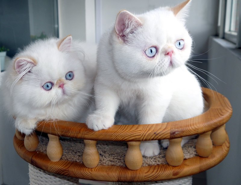 Экзотические кошки белого окраса