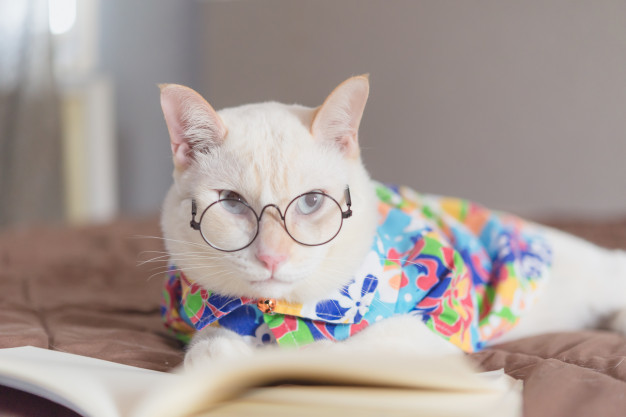 Кот в очках и с книгой