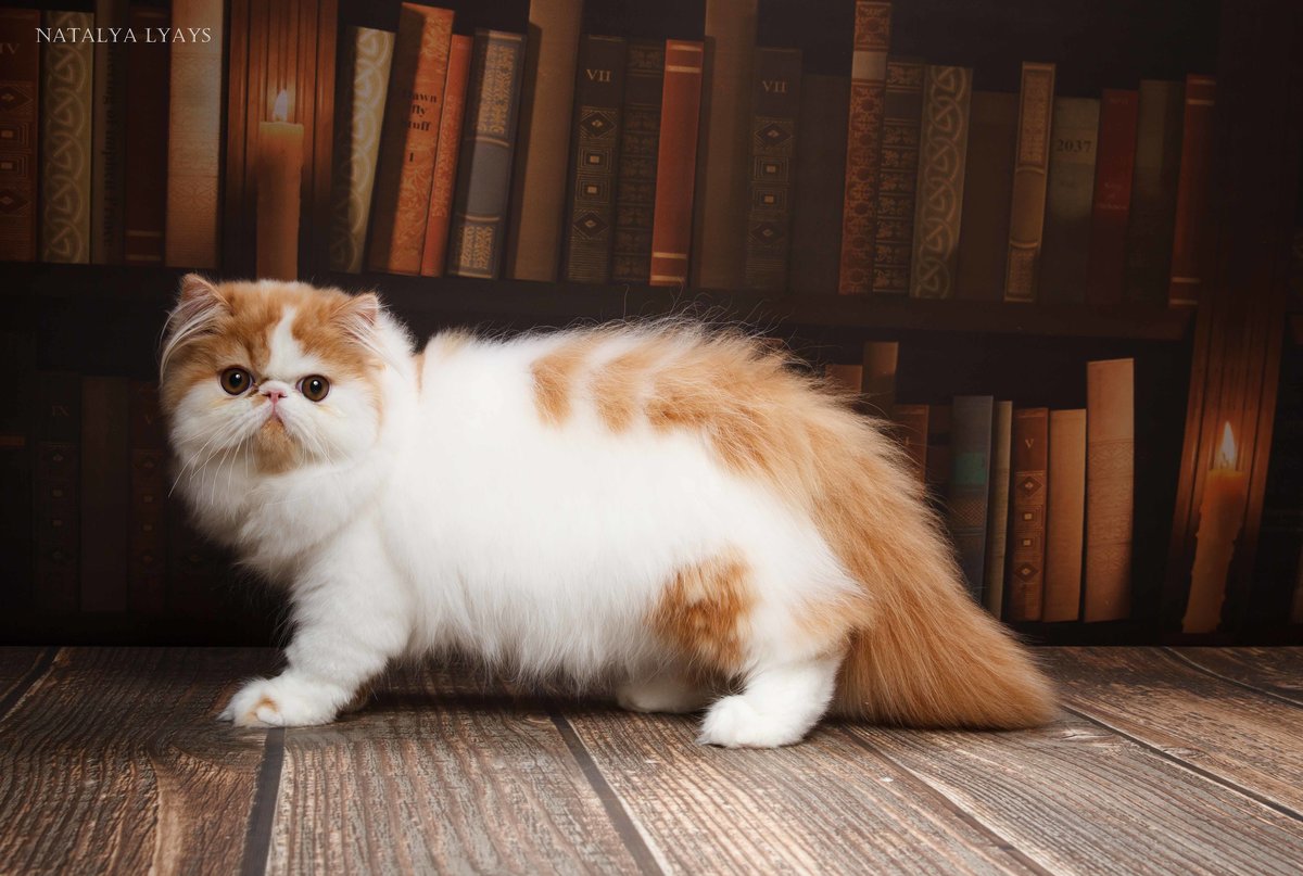 Экзотическая кошка красивое профессиональное фото