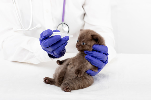 veterinarian introduces eye drops beautiful little kitten with conjunctivitis 110194 397