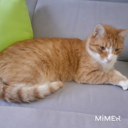 Котик Котя, огненно-рыжая искорка фото6