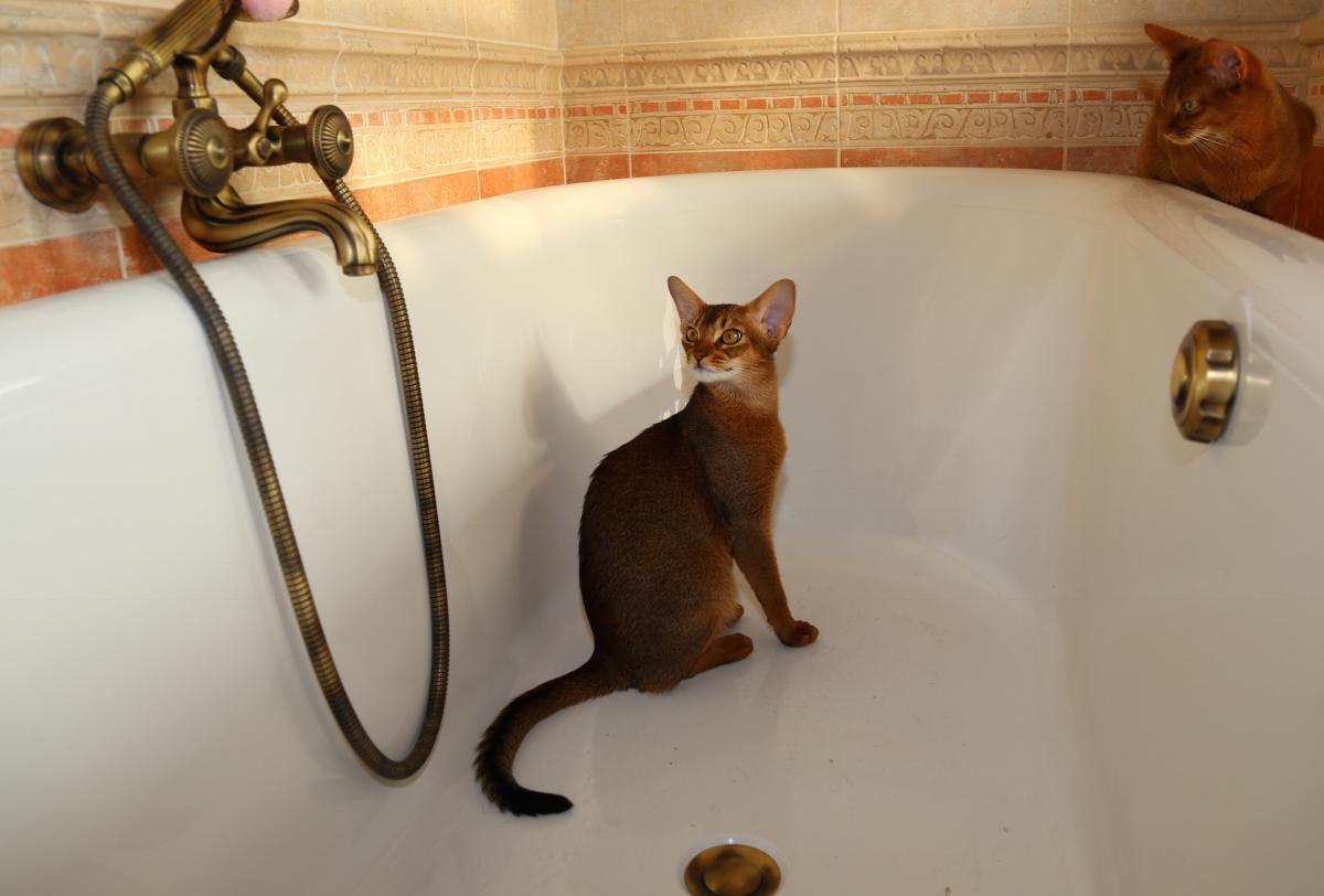 Мытье абиссинской кошки в домашних условиях