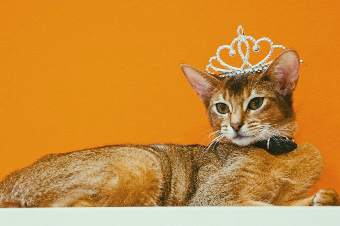 Абиссинская кошка в короне