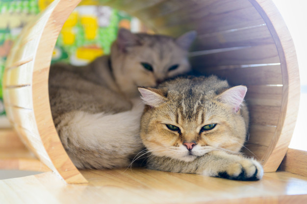 Прямоухие шотландцы уютно спят в кошачьем домике