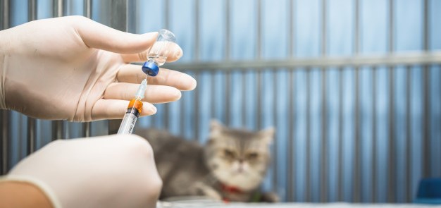 Прививки от бешенства для кошек