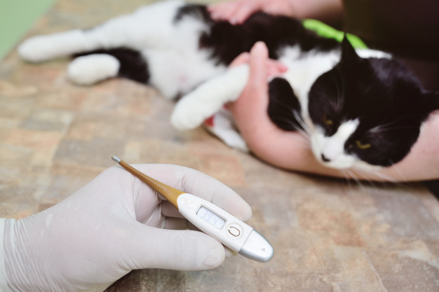 Ветеринар мерит температуру тела кошки