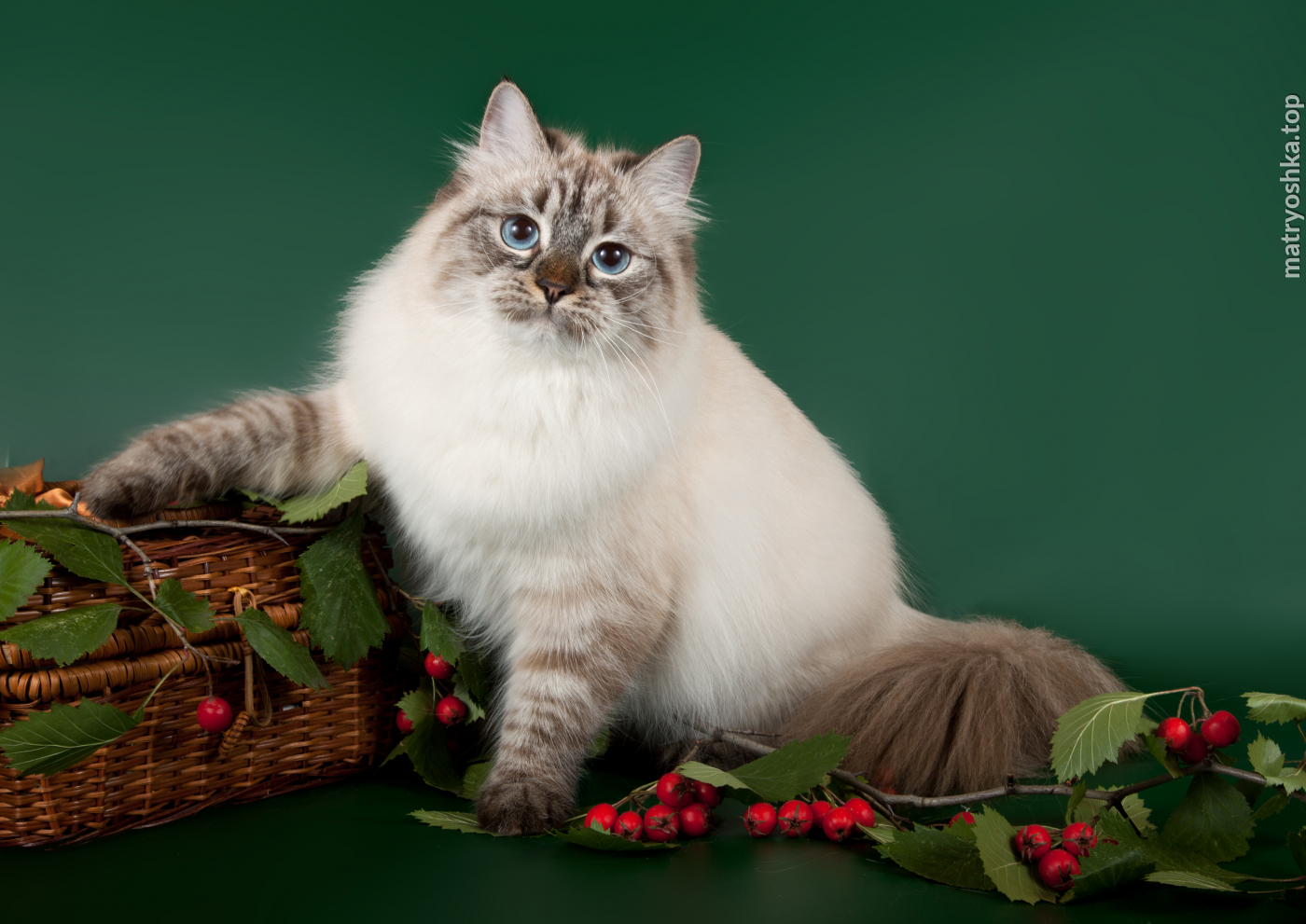 Сибирская невская маскарадная кошка