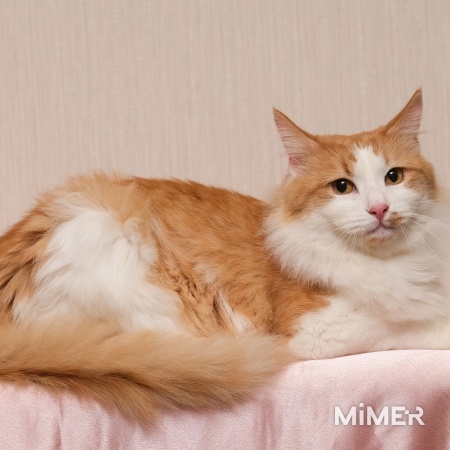  Сказочный кот Емеля. фото1