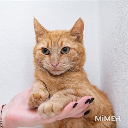 Рыжая кошка в добрые руки фото3