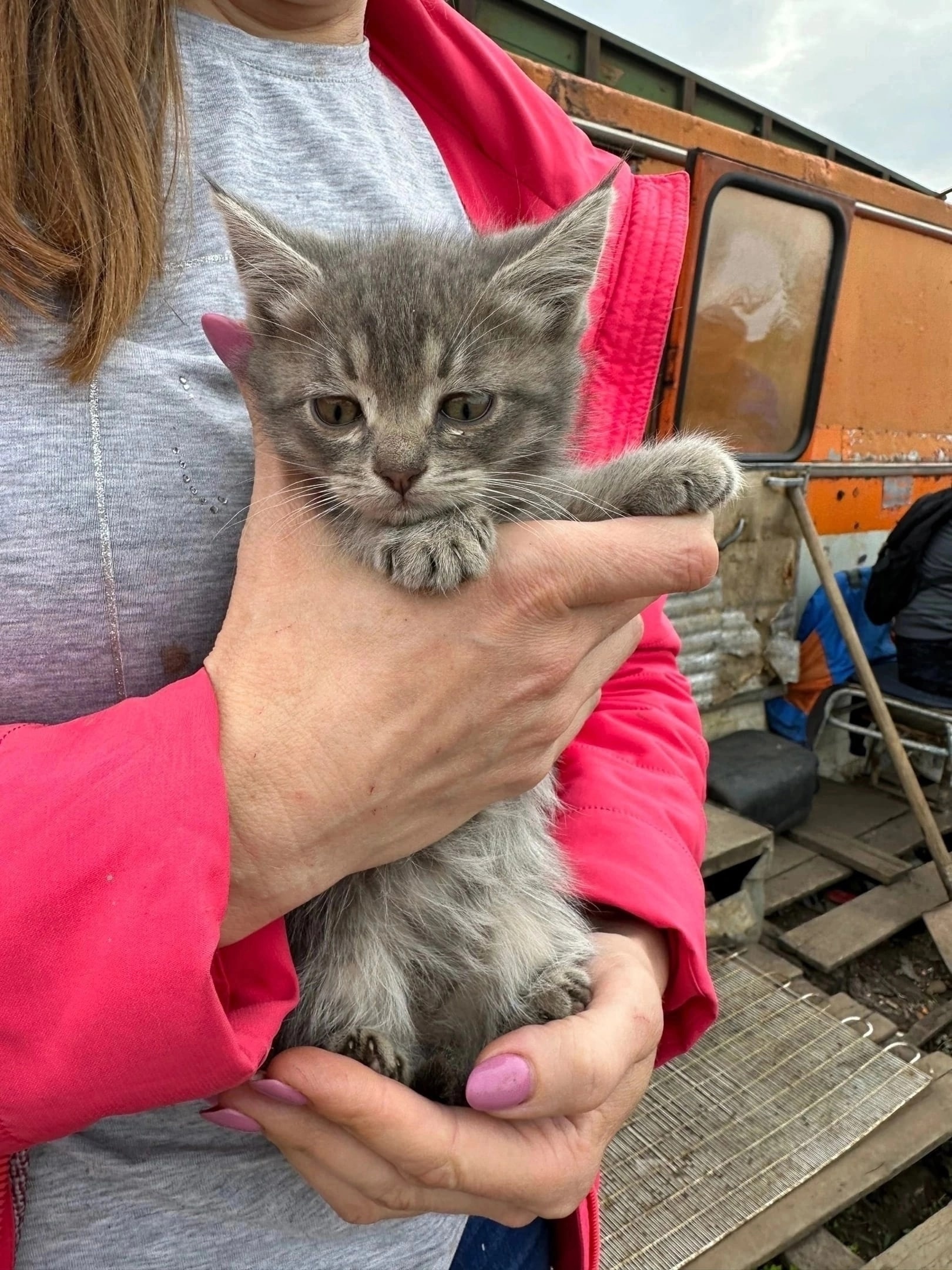 Котятам нужен дом, Саранск, бесплатно в добрые руки - Mimer.ru