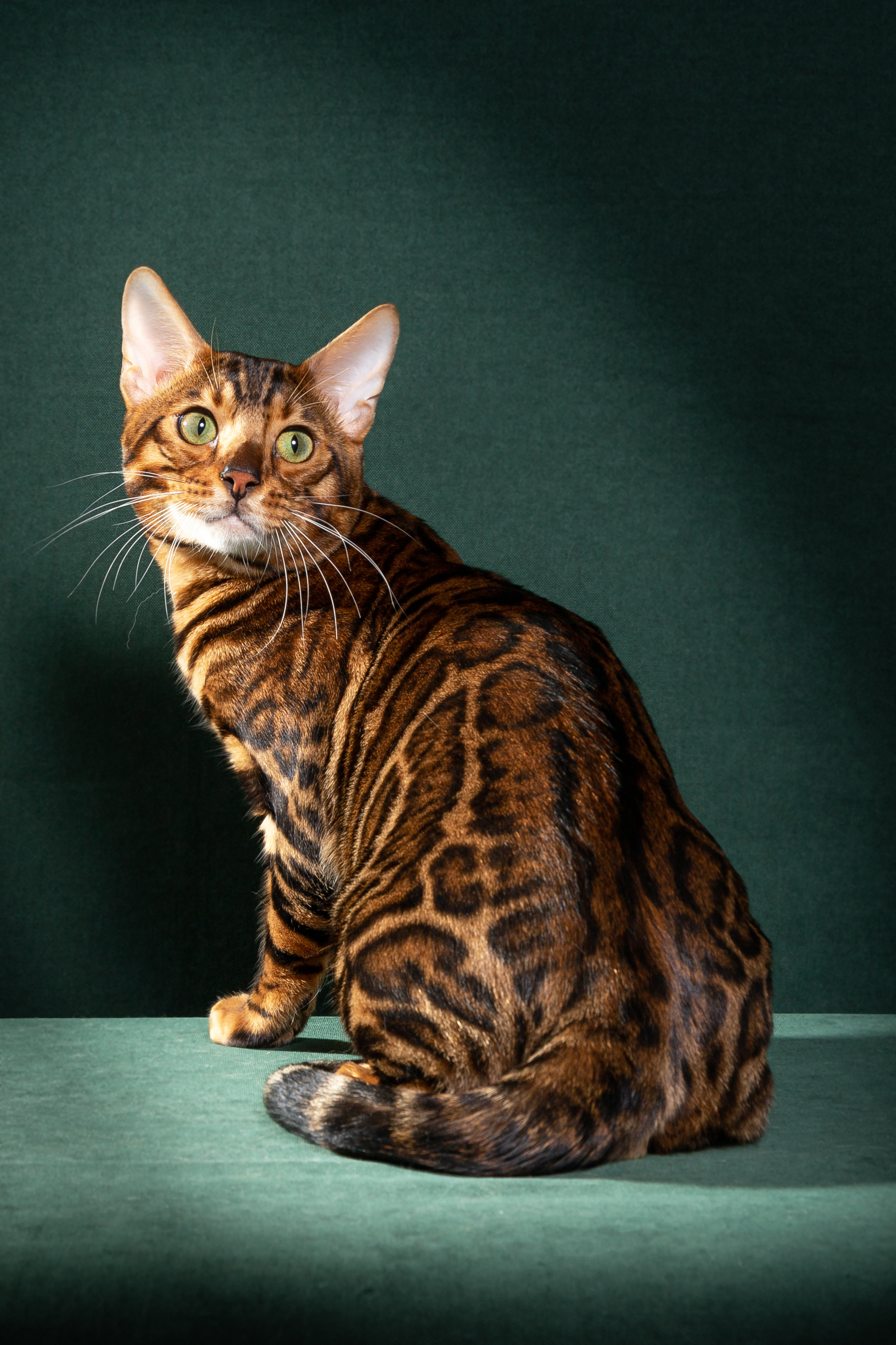 Бенгальский кот вязка купить в Тюмень, цена 15 руб - Mimer.ru