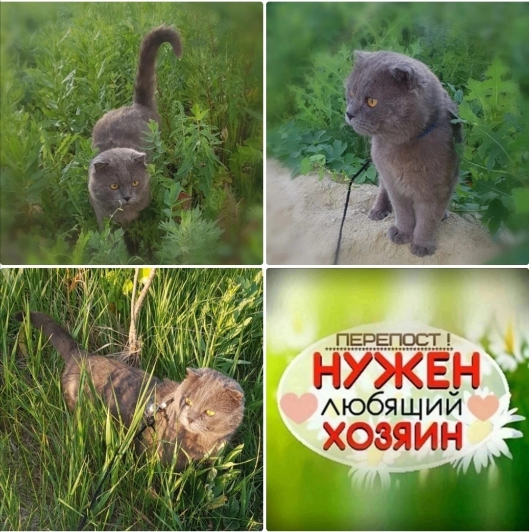 Шикарный котик-вислоух ищет дом!, Пенза, бесплатно в добрые руки - Mimer.ru