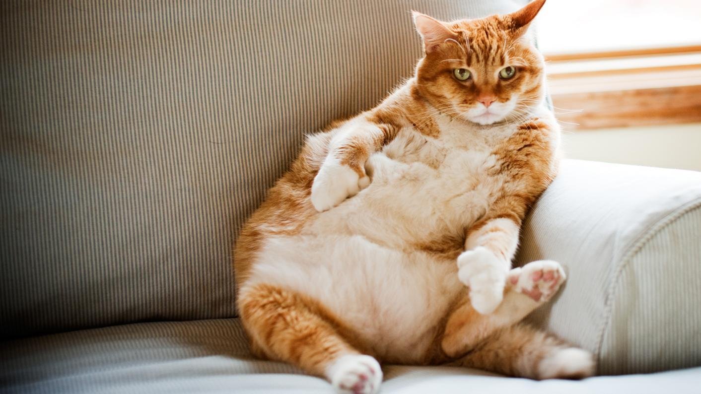 Как понять, что кот стал толстым? - Mimer.ru