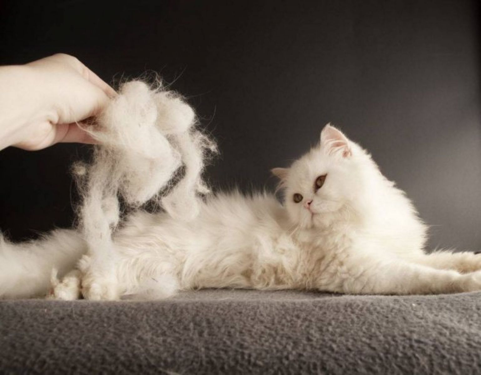 Колтуны у кошки: причины возникновения и способы избавления - Mimer.ru
