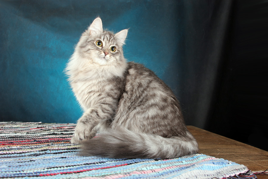 Сибирская кошка на коврике