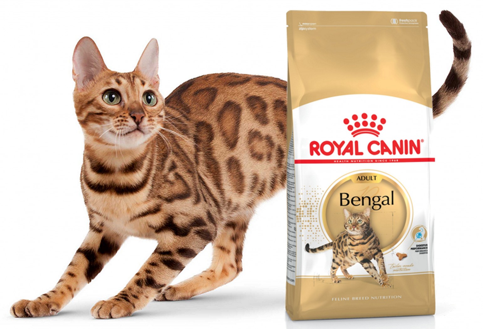 Royal canin для бенгальских кошек