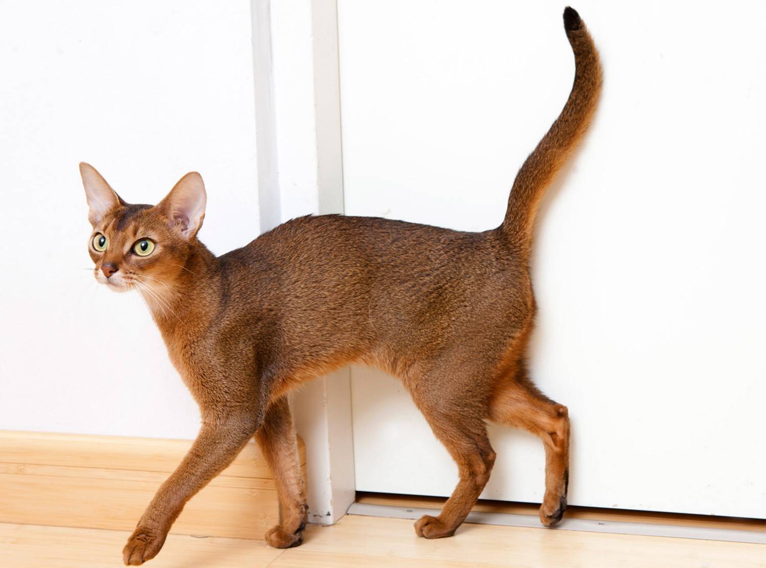 Как назвать абиссинскую кошку и кота: самые красивые клички - Mimer.ru