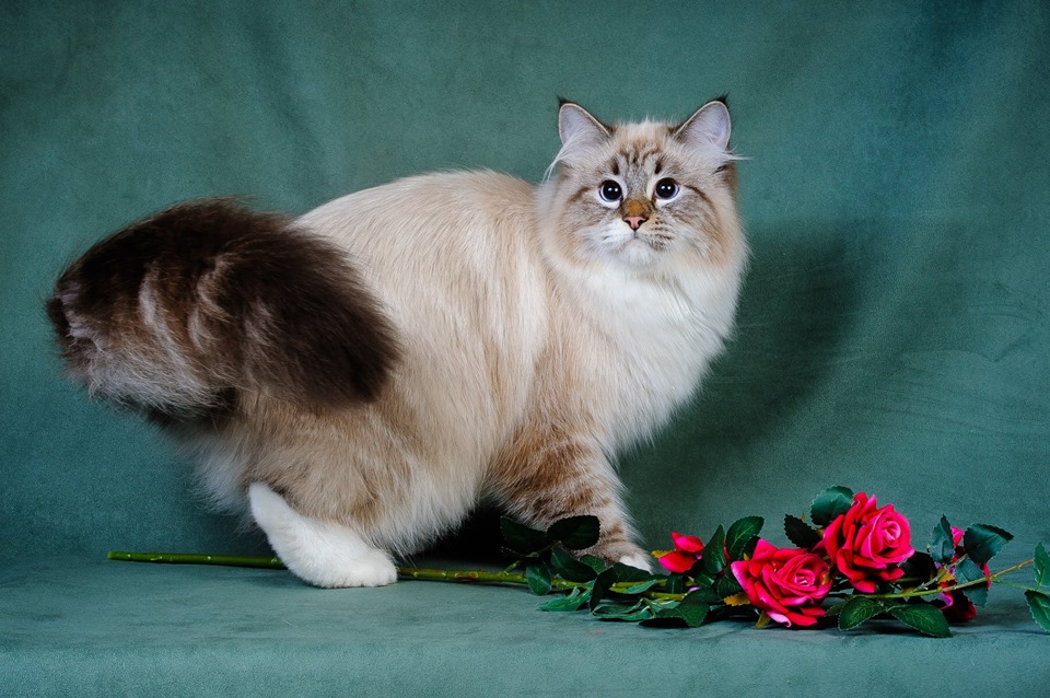 Сибирская маскарадная кошка: описание породы, характер, содержание и уход -  Mimer.ru