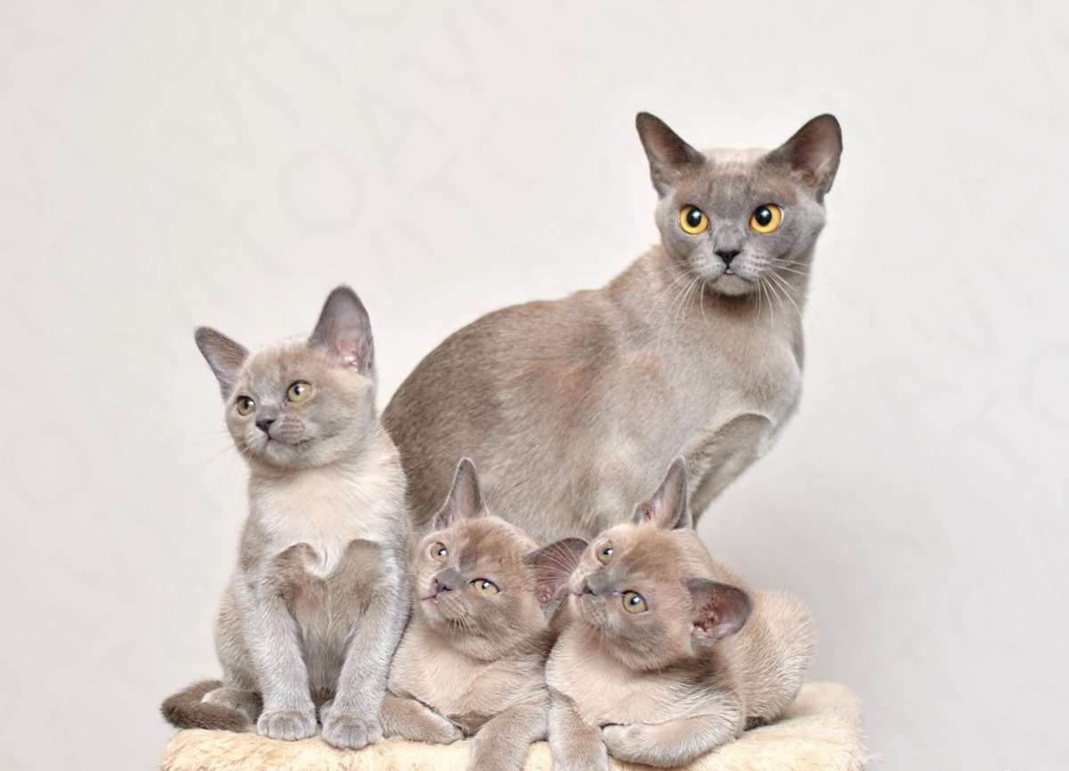 Бурманская кошка с котятами
