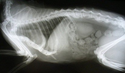 Рентген почек кошки с мочекаменной болезнью