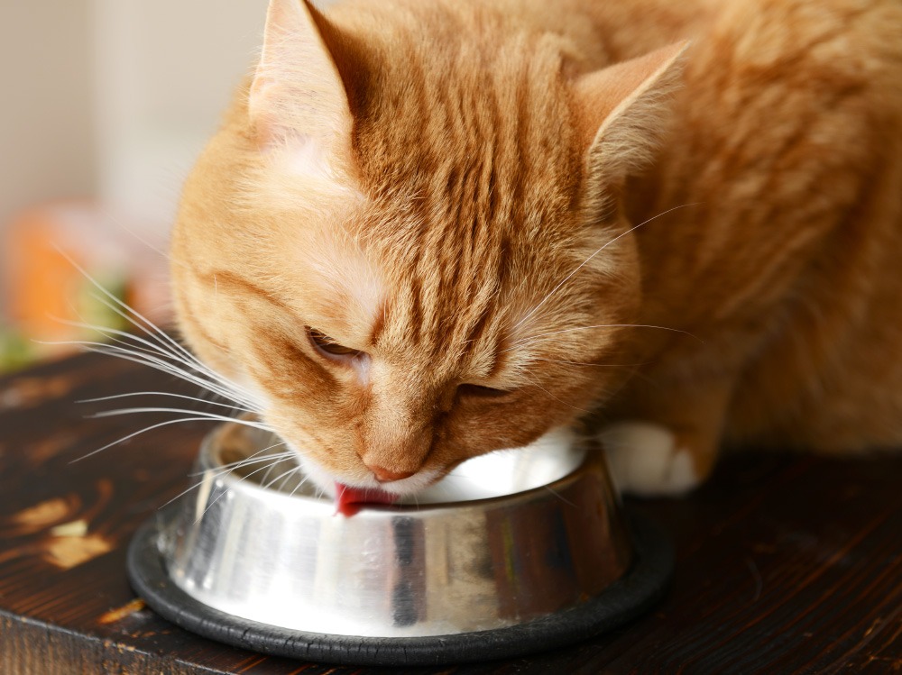 Рыжий кот ест