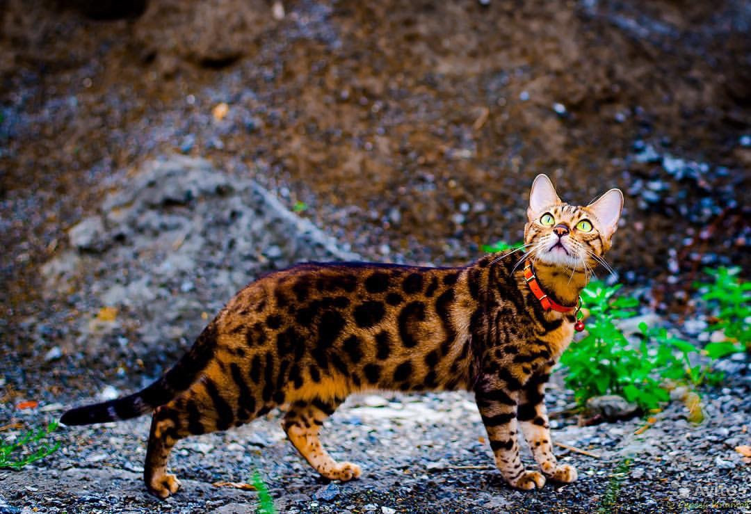 Бенгальский кот на природе