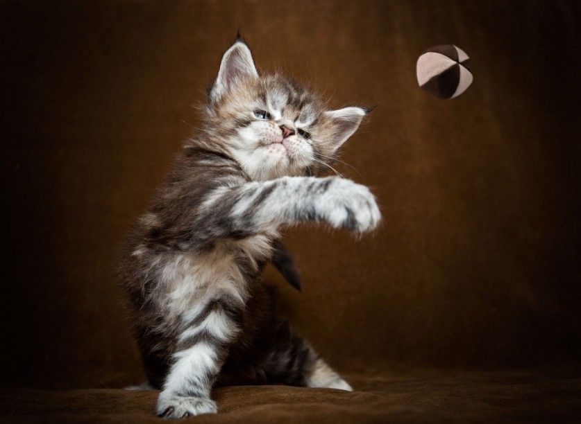 Игривый котенок мейн-куна