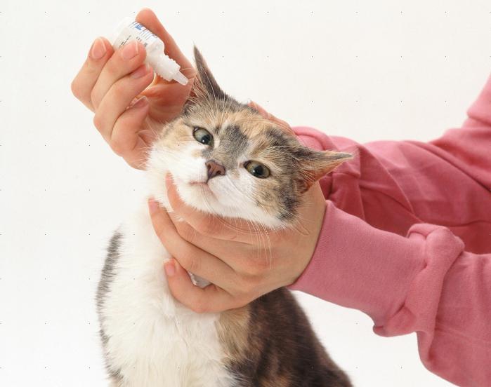 Лечение ушного клеща у котов и кошек