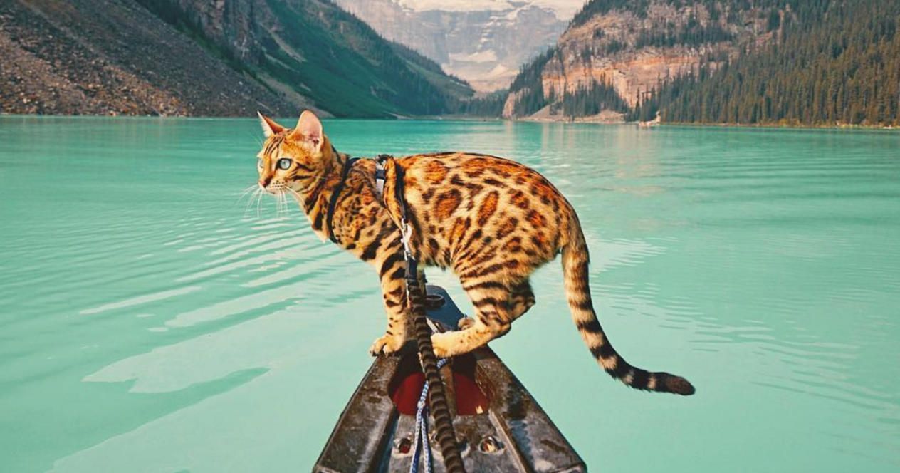 Как назвать бенгальскую кошку и кота красиво: большой выбор кличек -  Mimer.ru