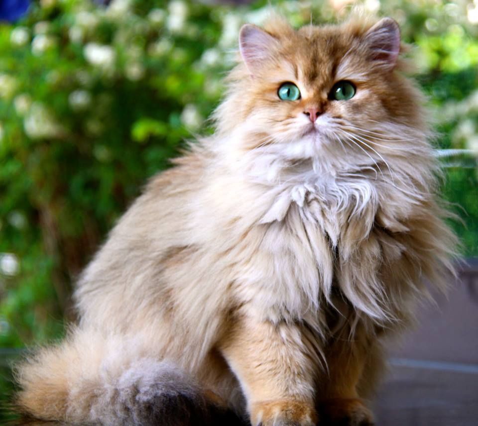 Британские длинношерстные кошки очень выносливы и обладают крепким здоровьем