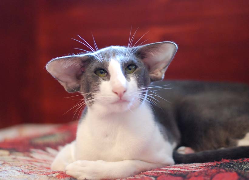 Ориентальная кошка: подробное описание породы с фото и характеристиками -  Mimer.ru