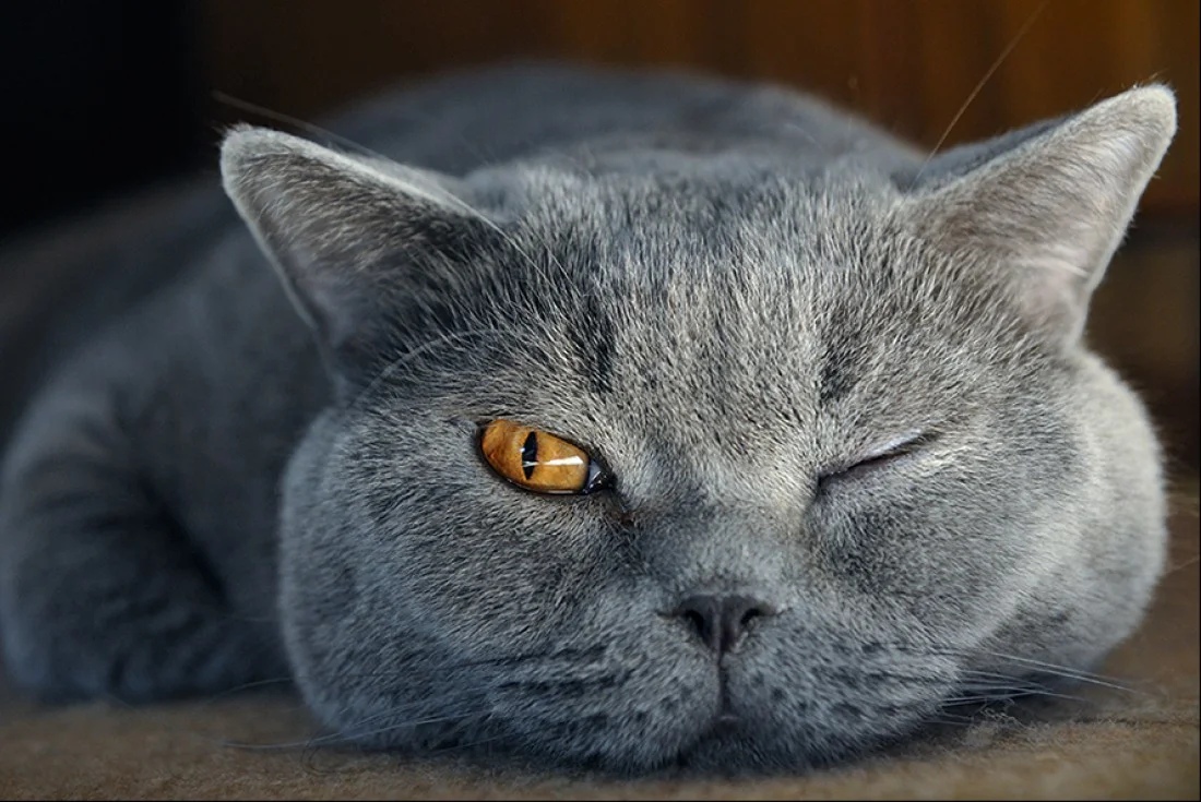 Как назвать британскую кошку и кота: много красивых кличек для питомцев -  Mimer.ru