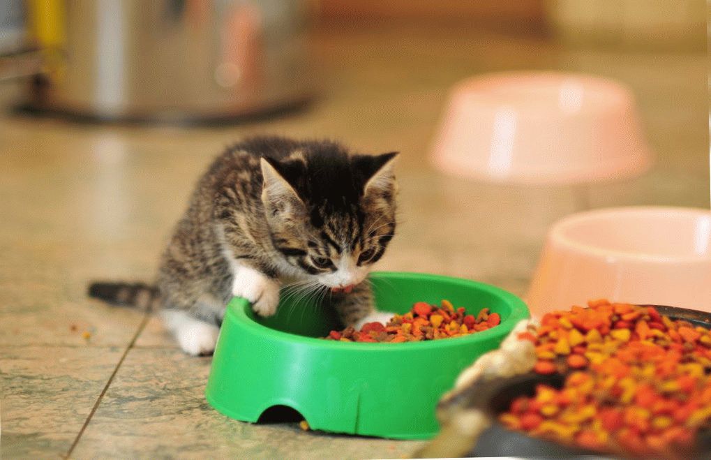 Котенок ест сухой корм