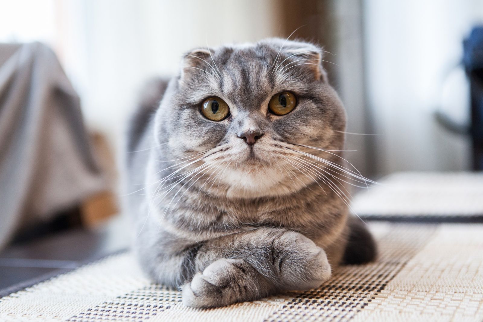 Красивые клички для кошек шотландской породы - Mimer.ru
