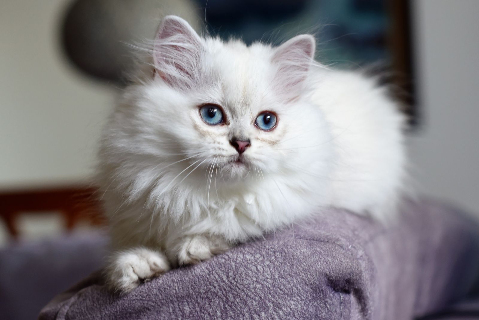 Кошка британской породы белого окраса