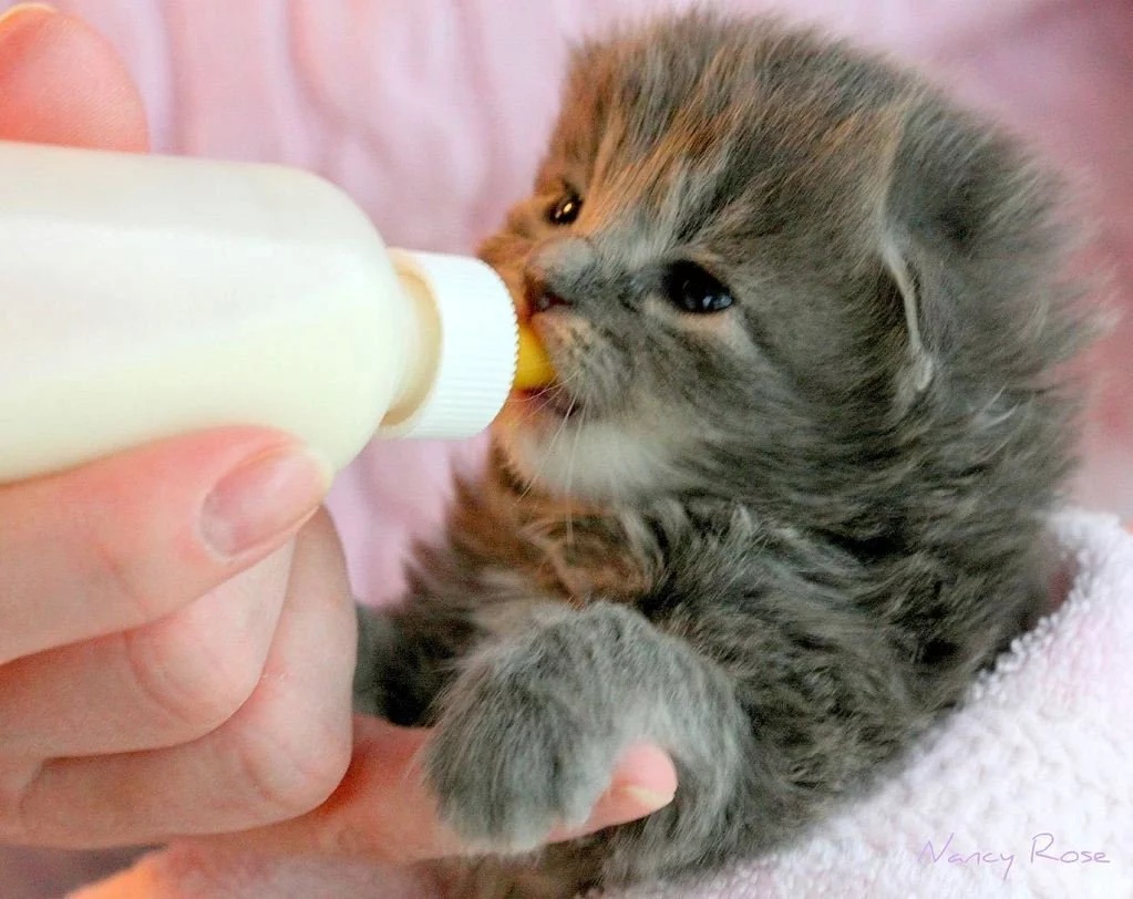 Кормление маленького котенка из бутылочки