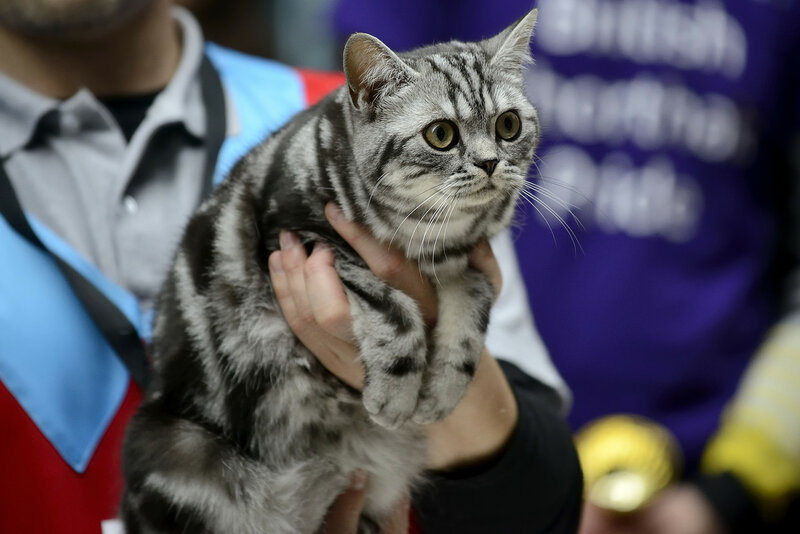 Американская короткошерстная кошка призер на выставке