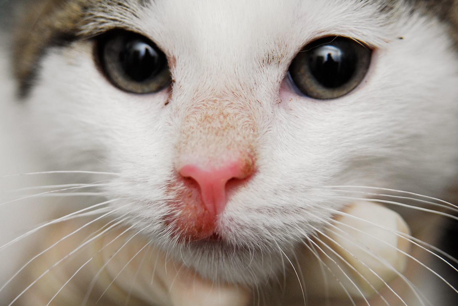 Розовый лишай в легкой форме на носу у кошки