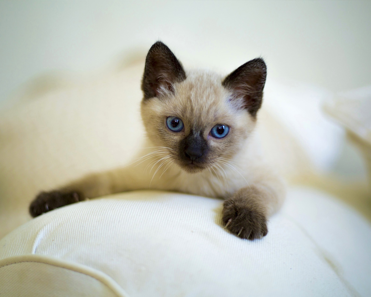 Котенок тайской породы с голубыми глазами