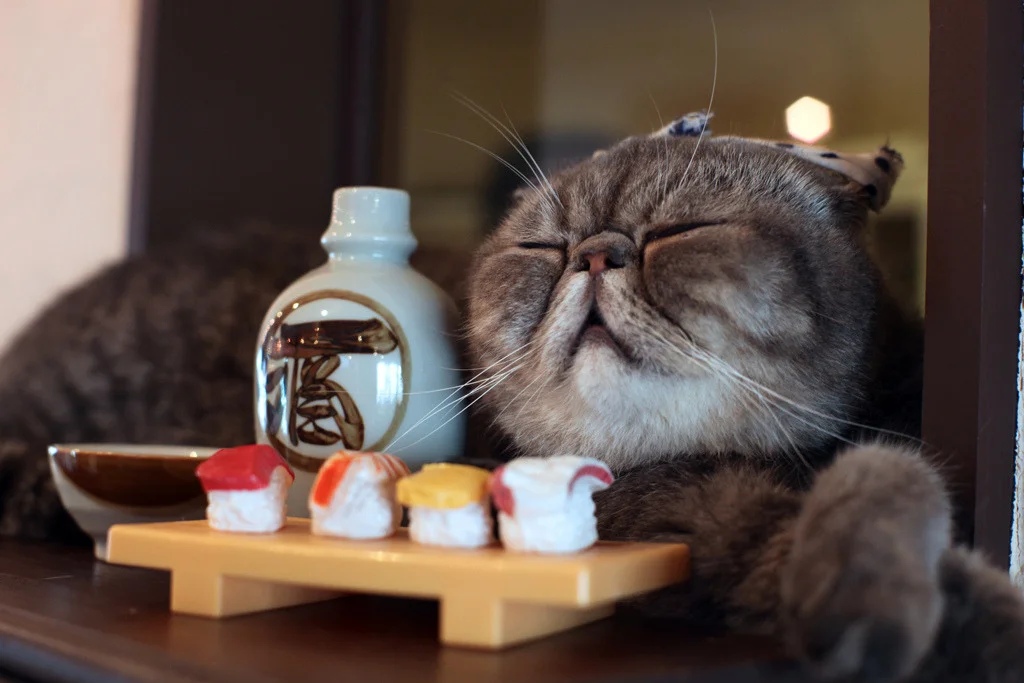 Экзотическая кошка и суши