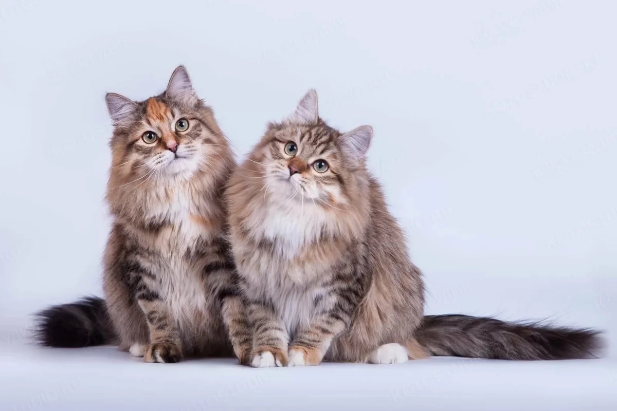 порода кошек русская сибирская