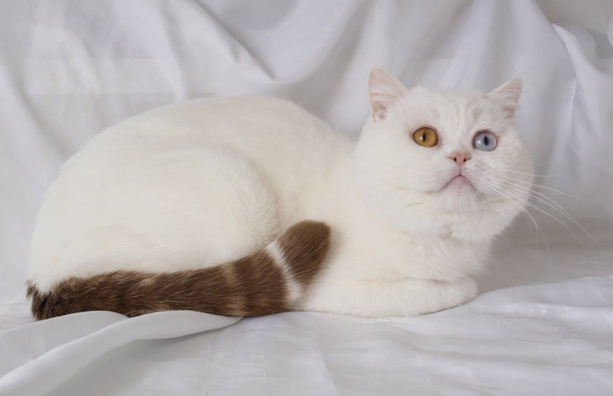 Британская кошка белого окраса с глазами разного цвета