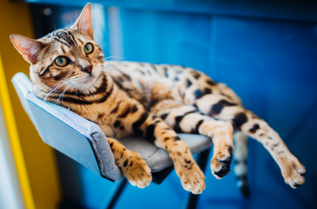 Бенгальский кот на стуле