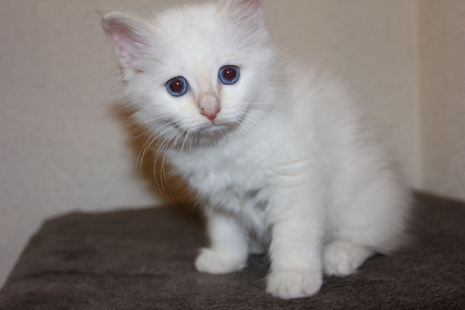 Белой котенок бирманской кошки с голубыми глазами 