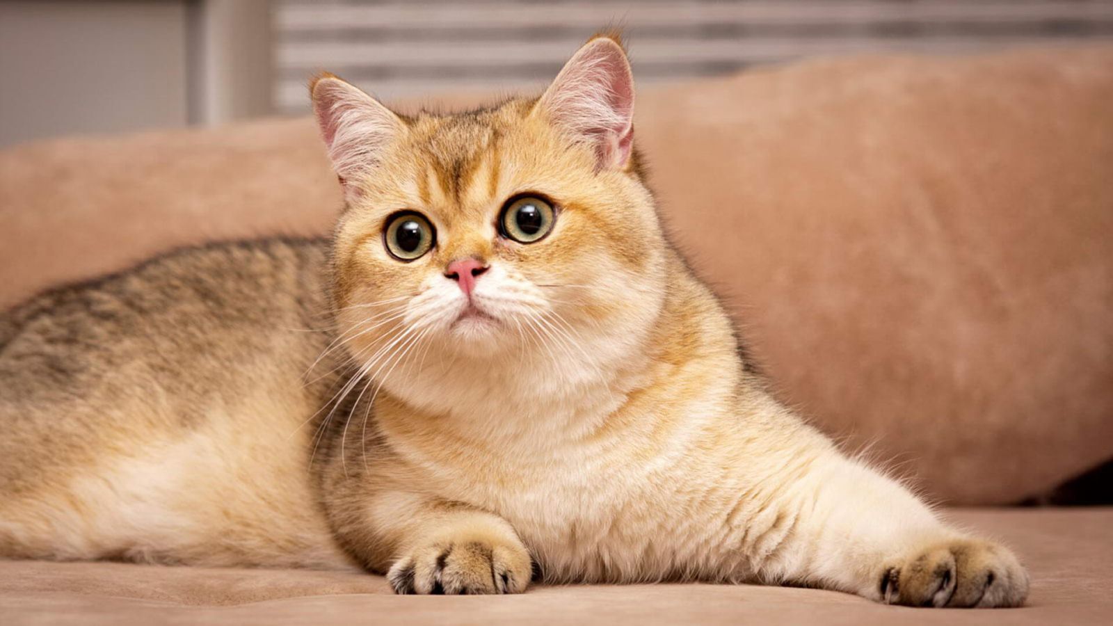 Британская шиншилла: внешность и характер, содержание, стоимость котят -  Mimer.ru