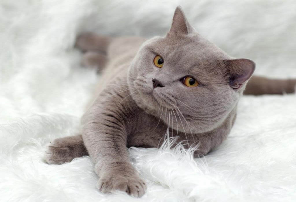 Британская кошка красавица в уютном одеяле