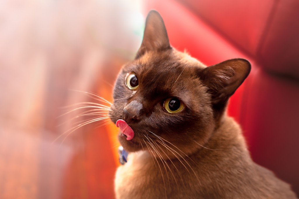 Бурманская кошка показывает язык