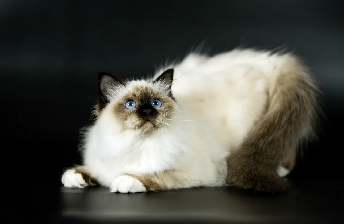 Бирманская кошка: описание породы, характер, уход и кормление - Mimer.ru