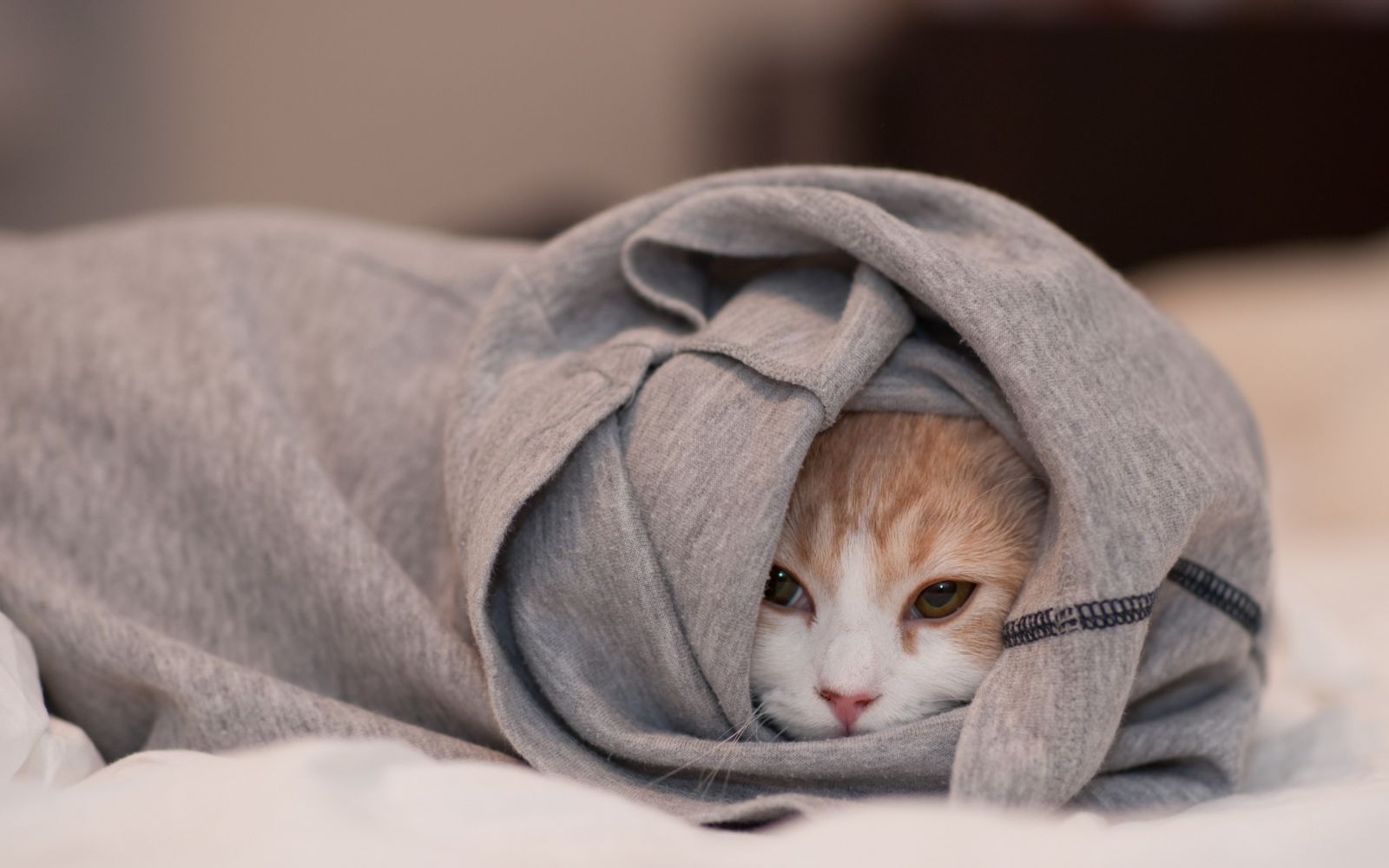 Кот в одеяле с пониженной температурой
